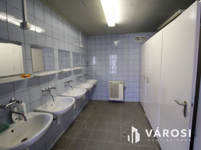 Ez nem üvegtigris, ez jobb! Ez Fapuma