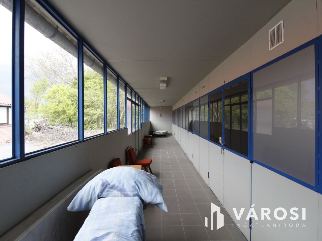 Ez nem üvegtigris, ez jobb! Ez Fapuma