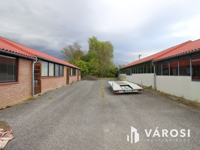 Ez nem üvegtigris, ez jobb! Ez Fapuma