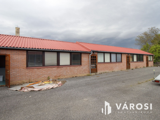 Ez nem üvegtigris, ez jobb! Ez Fapuma