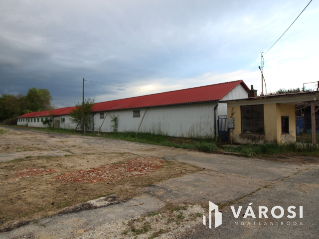 Ez nem üvegtigris, ez jobb! Ez Fapuma