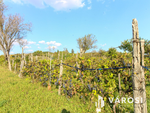 Belterületi nagyméretű telek présházzal és szőlővel Únyon