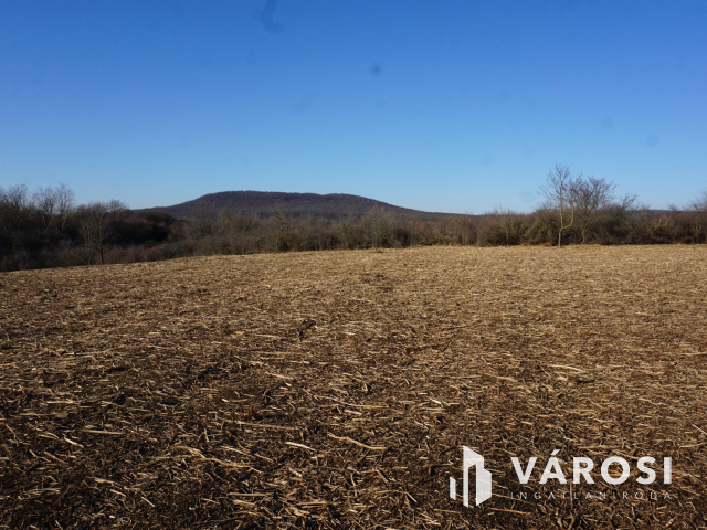 A közeli jövő befektetése Budakeszin?