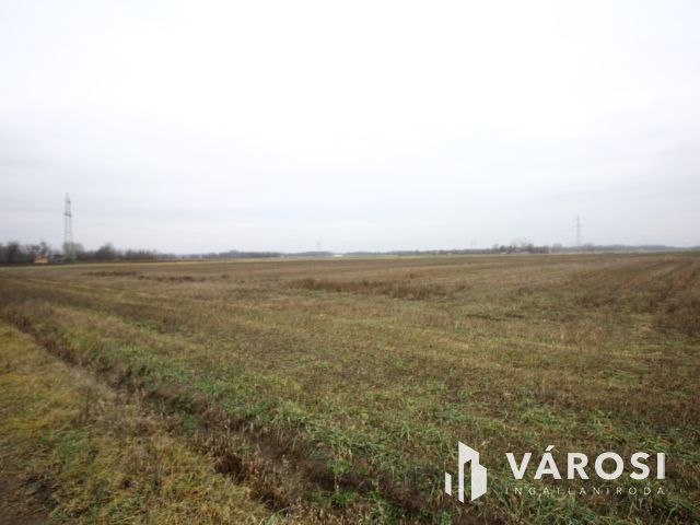Balástya környékén szántóföld eladó