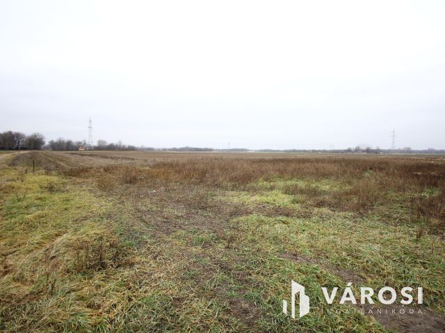 Balástya környékén szántóföld eladó