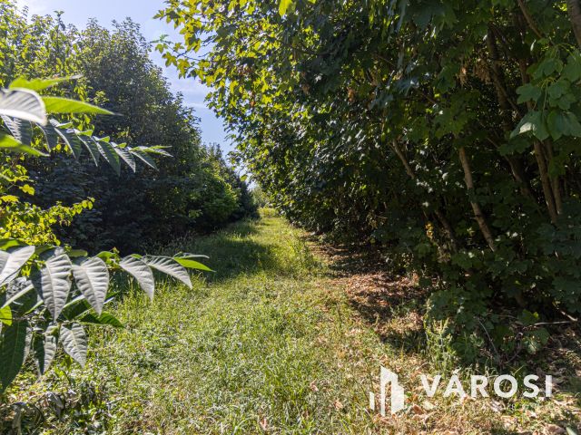 108 m2-es családi ház 1 hektáros területtel Becsehelyen!