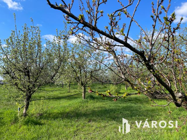 3 szobás családi ház, gyümölcsös és egy külön lakrész